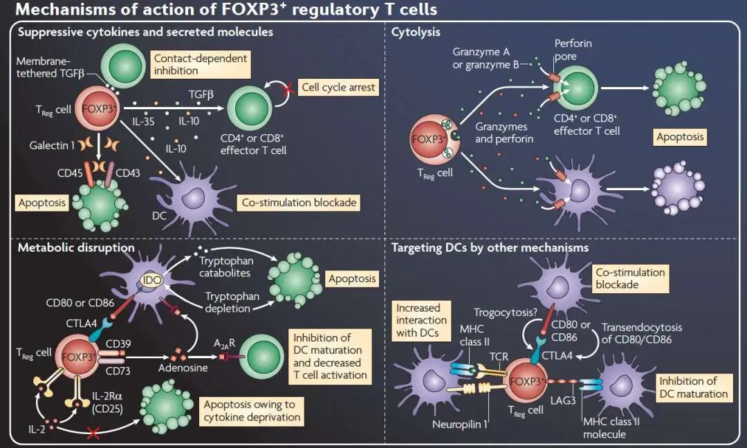 FOXP3 Treg function diagram.Shevach & Davidson, Nat Rev Immunology 2010