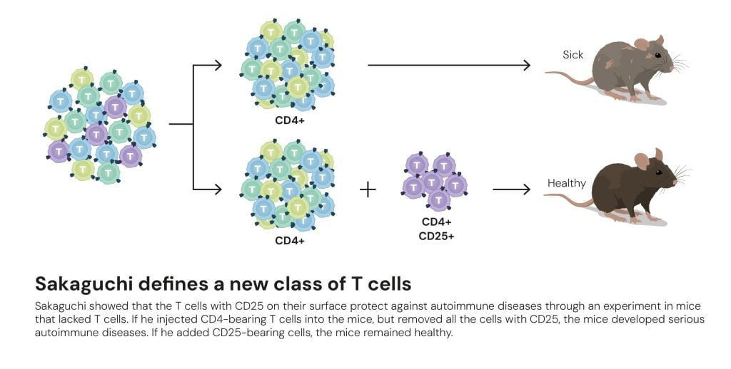 Sakaguchi defines a new class of T cells © The Nobel Committee for Physiology or Medicine. Ill. Mattias Karlén