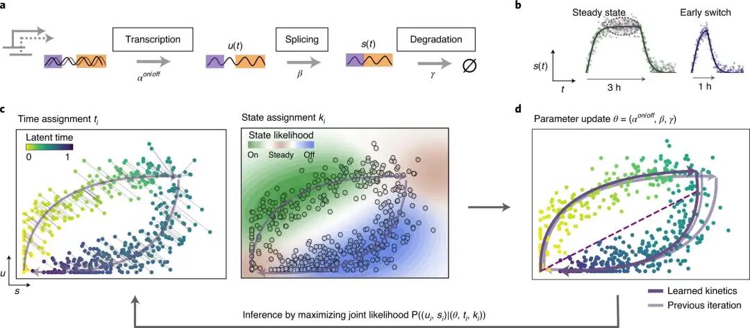 稳态模型的示意图。来源： Bergen et al., Nat Biotechnol 2020