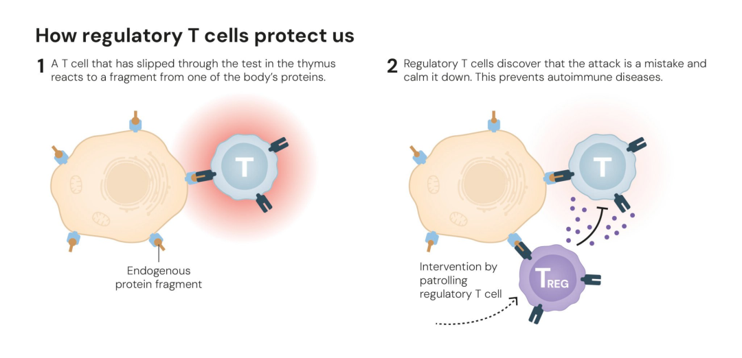 How regulatory T cells protect us © The Nobel Committee for Physiology or Medicine. Illustration: Mattias Karlén