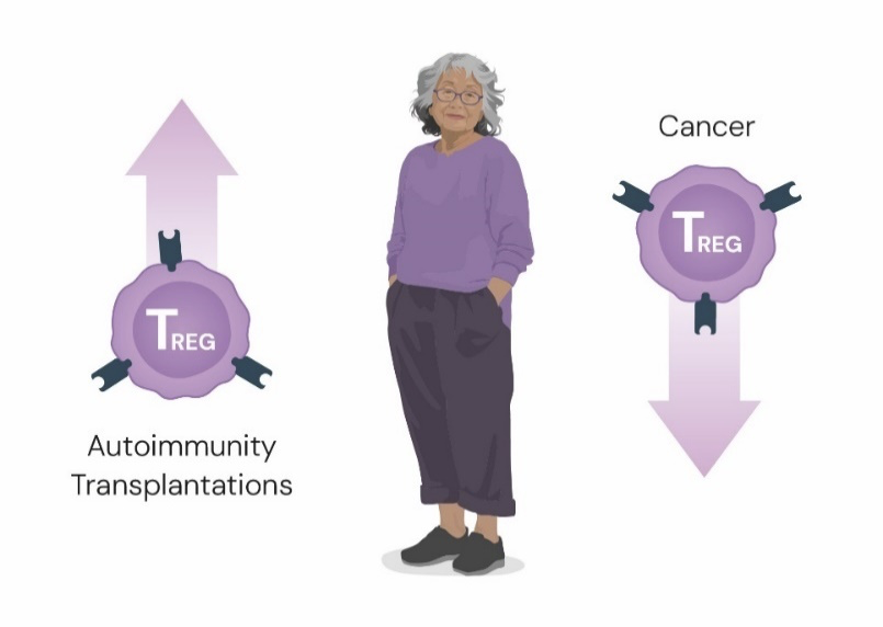 Approaches to harness or interfere with Treg cells in the treatment of disease. © The Nobel Committee for Physiology or Medicine.