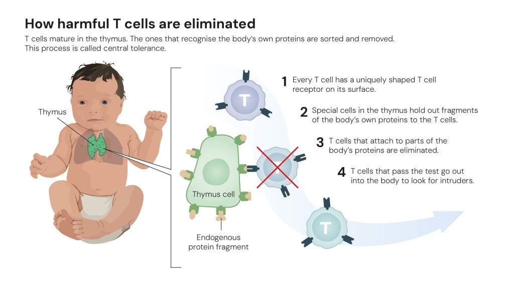 How harmful T cells are eliminated © The Nobel Committee for Physiology or Medicine. Ill. Mattias Karlén