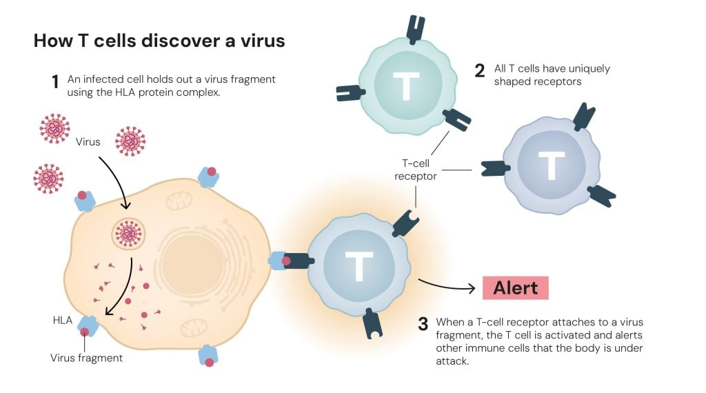 How T cells discover a virus. © The Nobel Committee for Physiology or Medicine. Ill. Mattias Karlén
