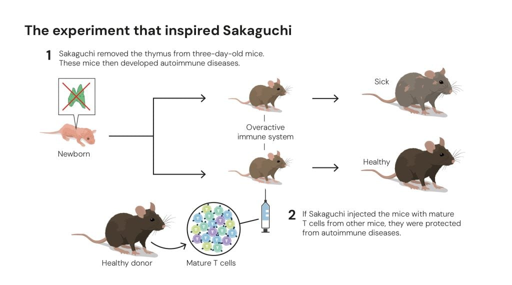 The experiment that inspired Sakaguchi © The Nobel Committee for Physiology or Medicine. Ill. Mattias Karlén