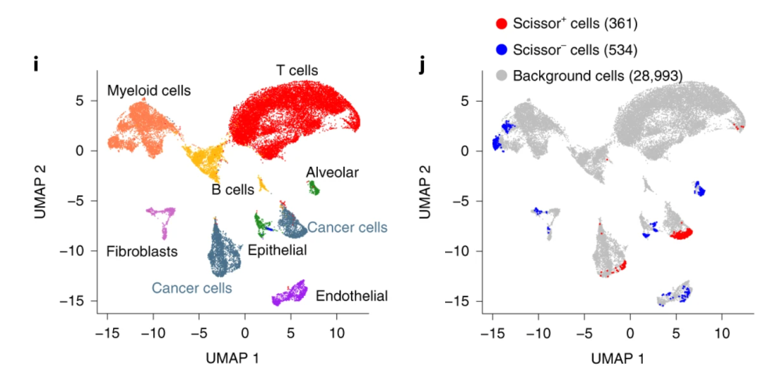 Scissor示例。Sun et al., Nat Biotech 2021