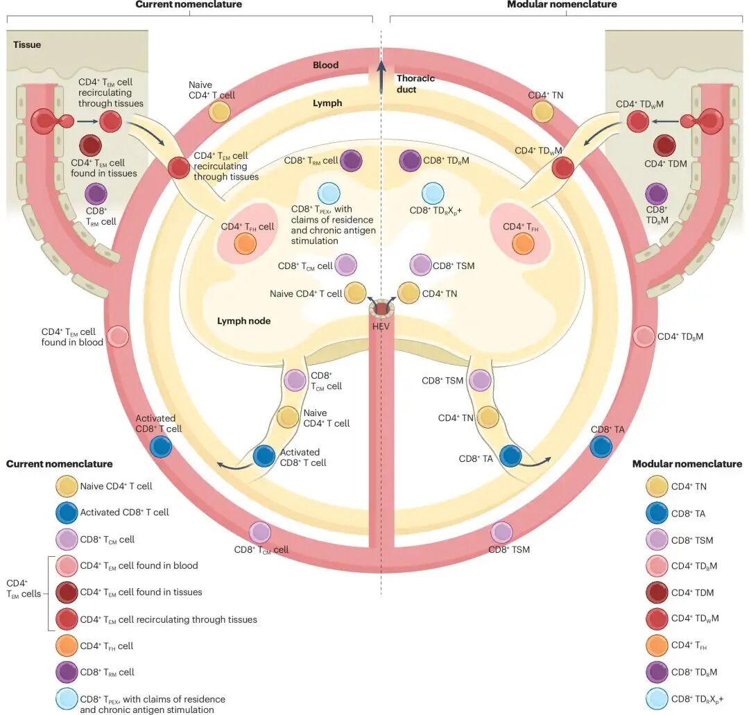 Fig 2, Masopust et al., 2025