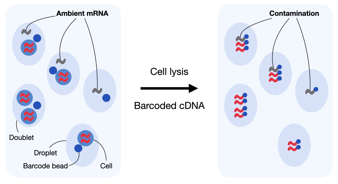 Ambient RNA contamination, Source: scbp