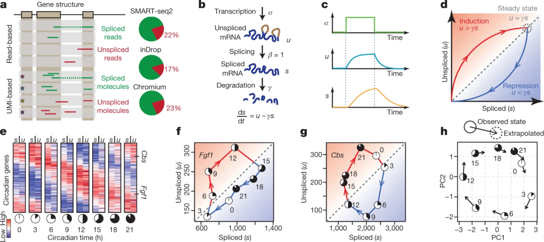 稳态模型示意图。来源： La Manno et al., Nature 2018