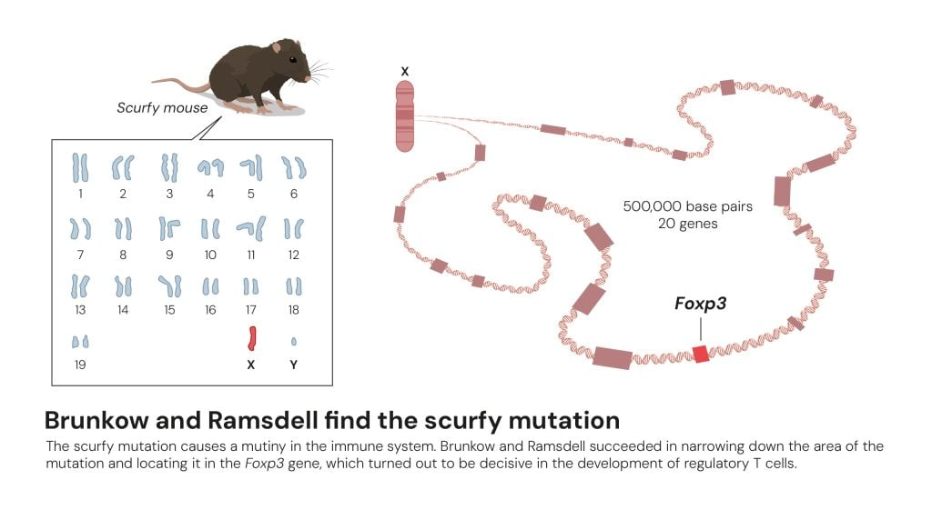 Brunkow and Ramsdell find the scurfy mutation © The Nobel Committee for Physiology or Medicine. Ill. Mattias Karlén